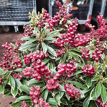 Pieris jap. Polar Passion