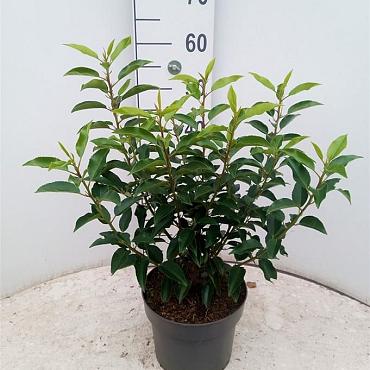 Prunus lusitanica 'Angustifolia'