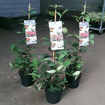 Viburnum plic. 'Kilimandjaro Sunrise'