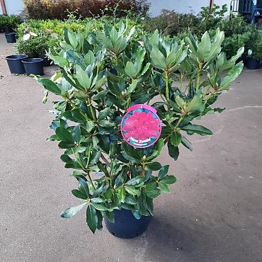 Rhododendron 'Nova Zembla'