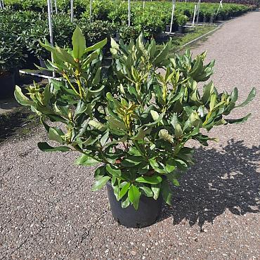 Rhododendron 'Nova Zembla'