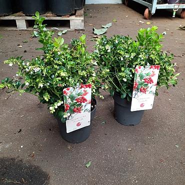 Vaccinium vitis-idaea 'Fireballs'