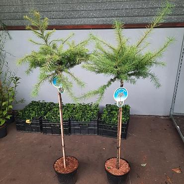 Larix kaempf. 'Magic Gold'