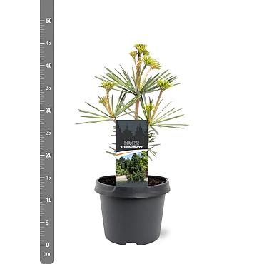 Sciadopitys vert. 'Sternschnuppe'