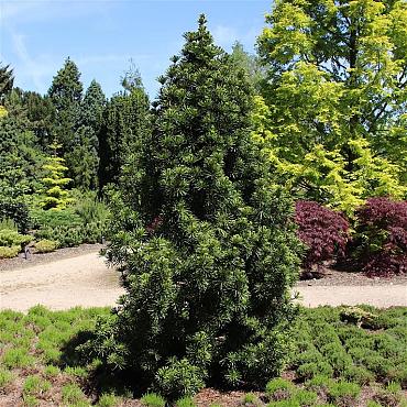Sciadopitys vert. 'Sternschnuppe'