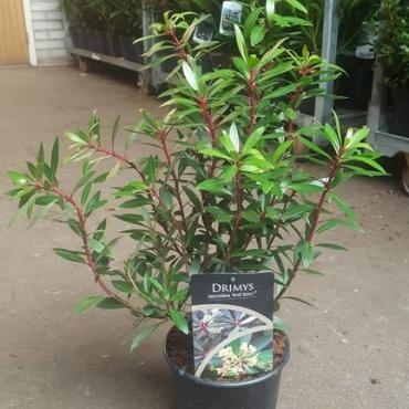 Drimys lanceolata 'Red Spice'