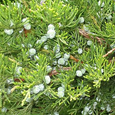 Juniperus pf. 'Mint Julep'