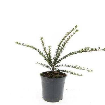 Cotoneaster horizontalis