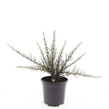 Cotoneaster m. 'Tanja'