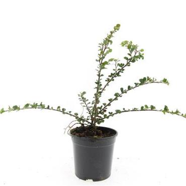 Cotoneaster nanshan 'Boer'