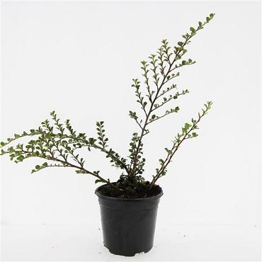 Cotoneaster nanshan 'Boer'