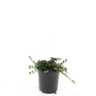 Cotoneaster pr. 'Streib's Findling'