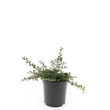 Cotoneaster pr. 'Streib's Findling'