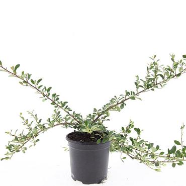 Cotoneaster radicans 'Eichholz'