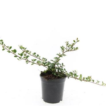 Cotoneaster radicans 'Eichholz'