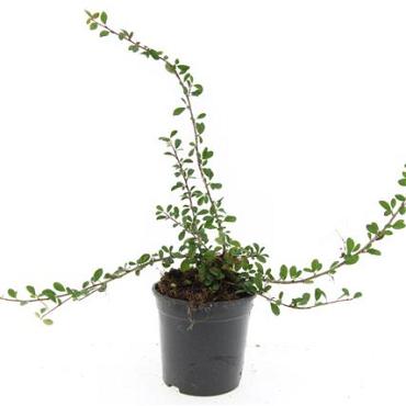Cotoneaster radicans 'Eichholz'