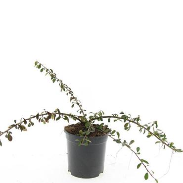Cotoneaster radicans 'Eichholz'