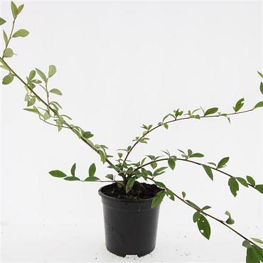 Cotoneaster sal. 'Herbstfeuer'