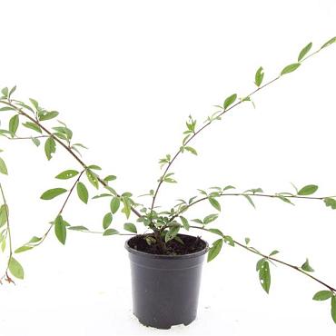 Cotoneaster sal. 'Herbstfeuer'