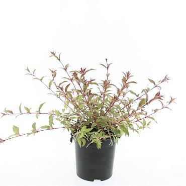 Fuchsia magel. 'Tricolor'