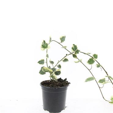 Hedera colchica 'Dentata Variegata'