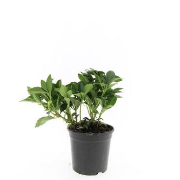 Pachysandra term. 'Green Carpet'