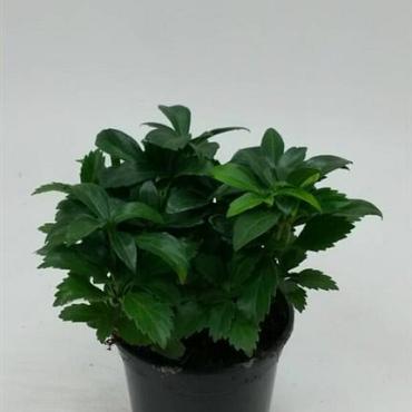 Pachysandra term. 'Green Carpet'