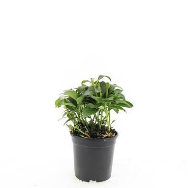 Pachysandra term. 'Green Carpet'