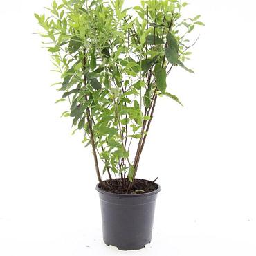 Spiraea billardii