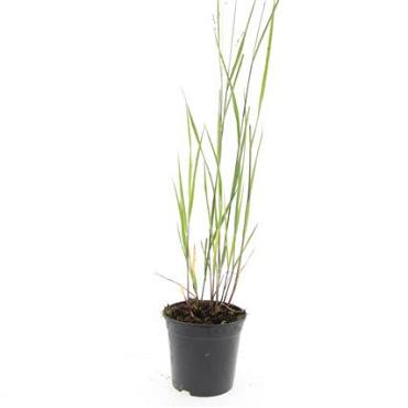 Panicum virgatum 'Heavy Metal'