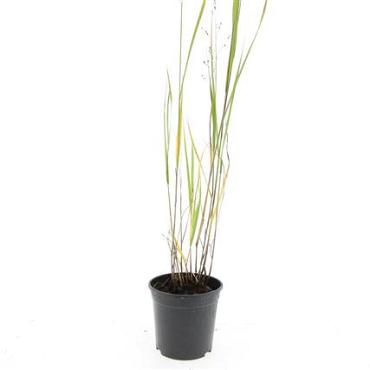 Panicum virgatum 'Heavy Metal'