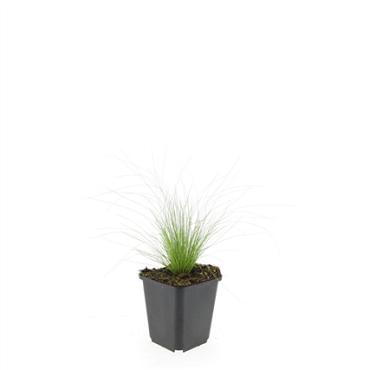 Stipa tenuissima 'Ponytails'