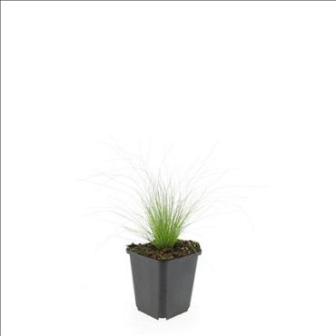 Stipa tenuissima 'Ponytails'