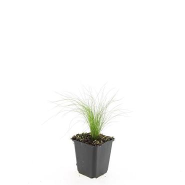 Stipa tenuissima 'Ponytails'