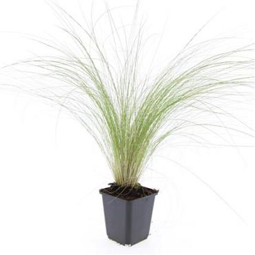 Stipa tenuissima 'Ponytails'