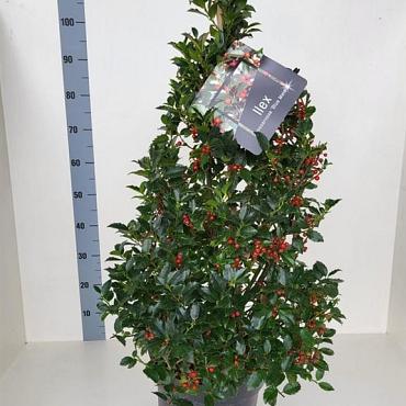 Ilex meserv. Blue Maid