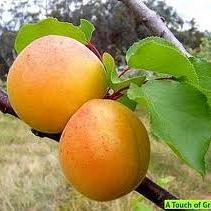 Prunus arm. 'Tros Oranje'