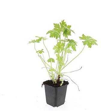 Geranium macrorrhizum