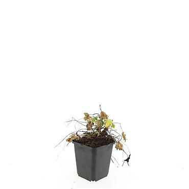 Geranium macrorrhizum