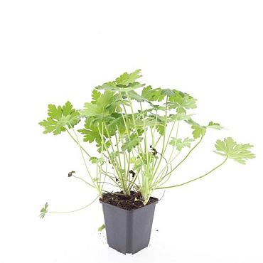 Geranium macrorrhizum