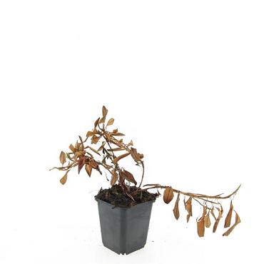 Persicaria aff. 'Darjeeling Red'