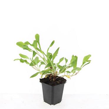 Persicaria aff. 'Darjeeling Red'