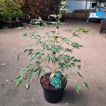 Acer pal. 'Dissectum'