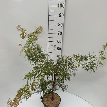 Acer pal. 'Dissectum'