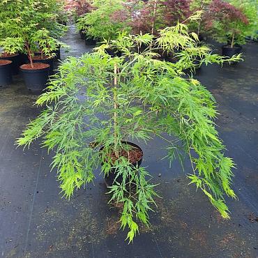 Acer pal. 'Dissectum'