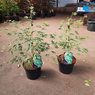 Acer pal. 'Dissectum'