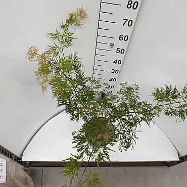 Acer pal. 'Dissectum'