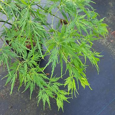 Acer pal. 'Dissectum'