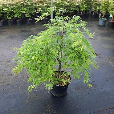 Acer pal. 'Dissectum'