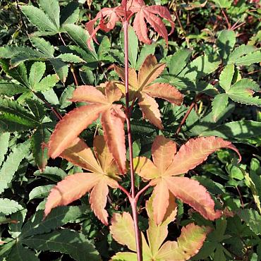 Acer pal. 'Osakazuki'